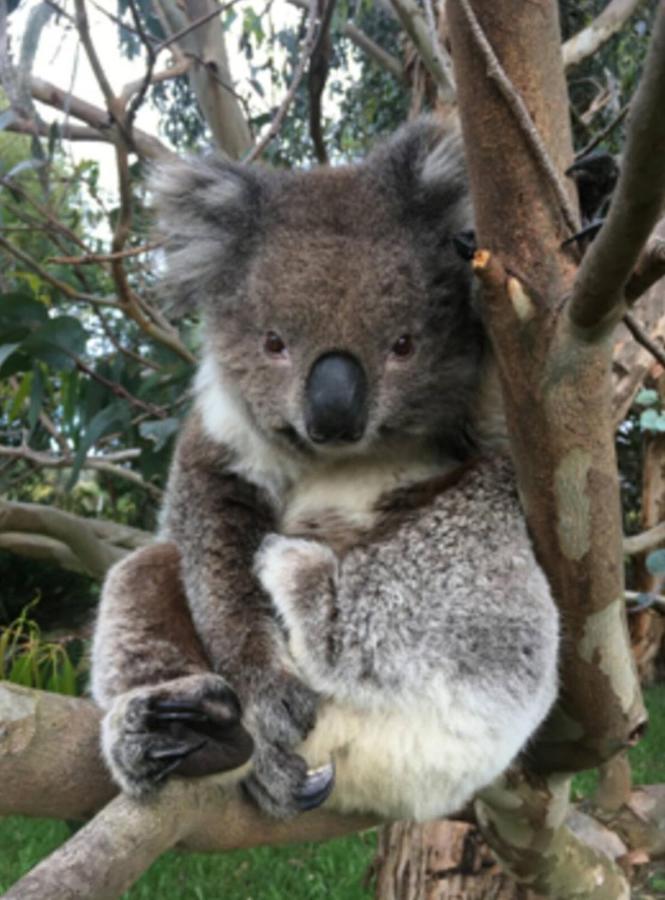 Great Ocean Road Wellness And Nature Stay アポロ・ベイ エクステリア 写真