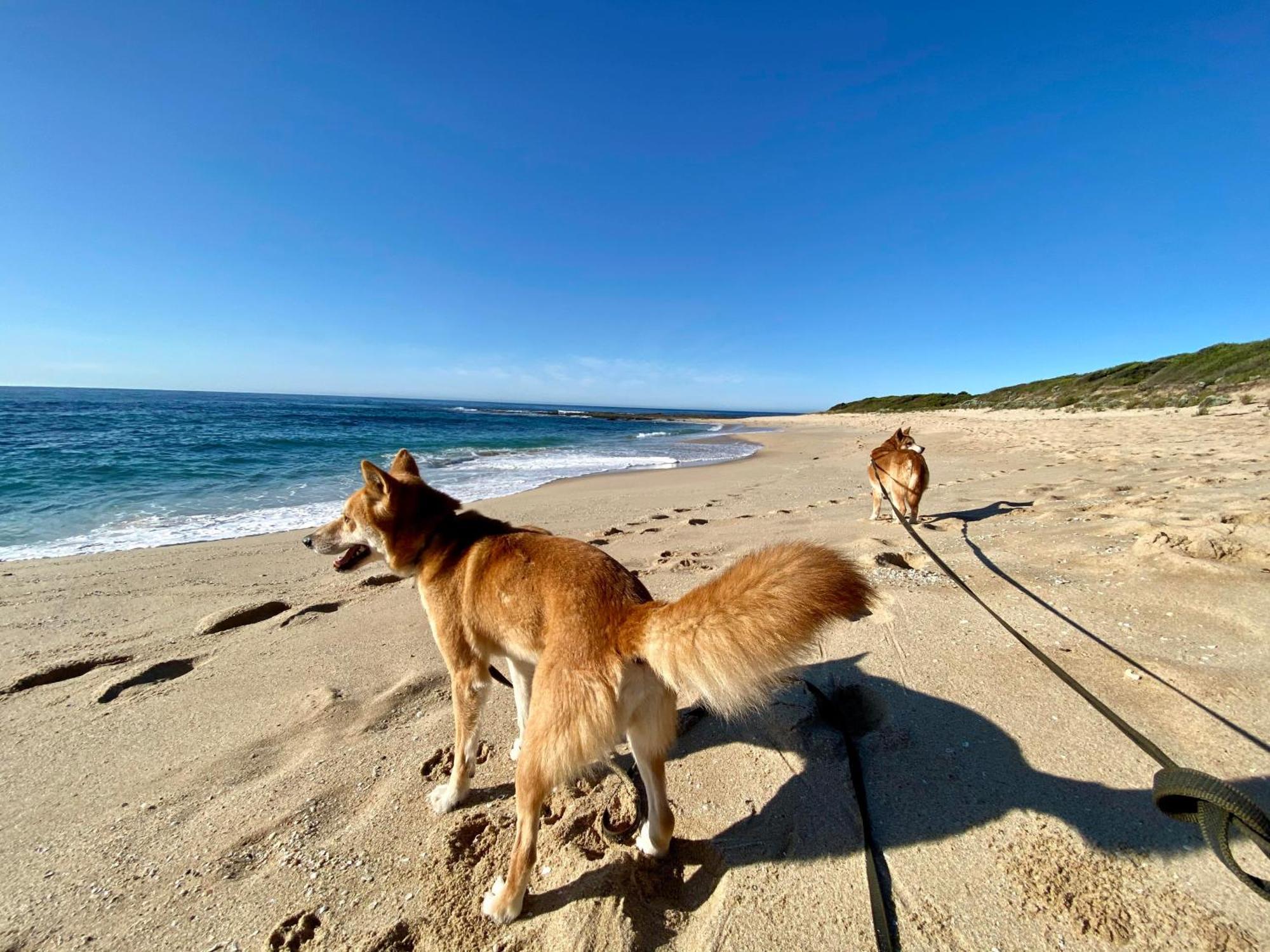 Great Ocean Road Wellness And Nature Stay アポロ・ベイ エクステリア 写真