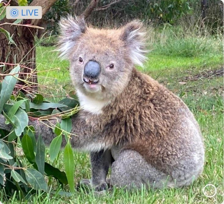 Great Ocean Road Wellness And Nature Stay アポロ・ベイ エクステリア 写真