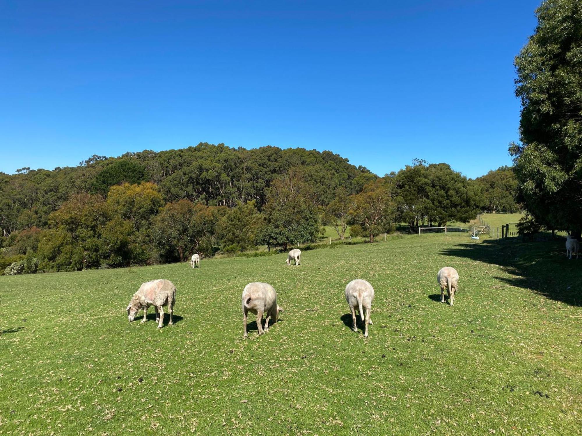 Great Ocean Road Wellness And Nature Stay アポロ・ベイ エクステリア 写真